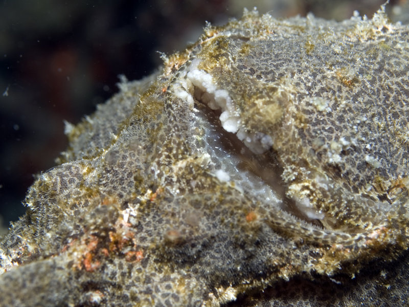 Mabul, Artificial Reef, Frogfish